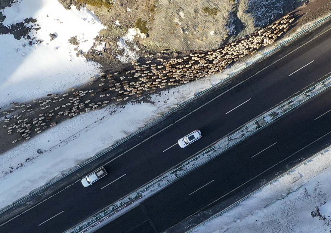 在新疆果子沟，牧民赶着羊群沿着赛果高速公路旁的专用牧道前行（11月25日摄，无人机照片）。