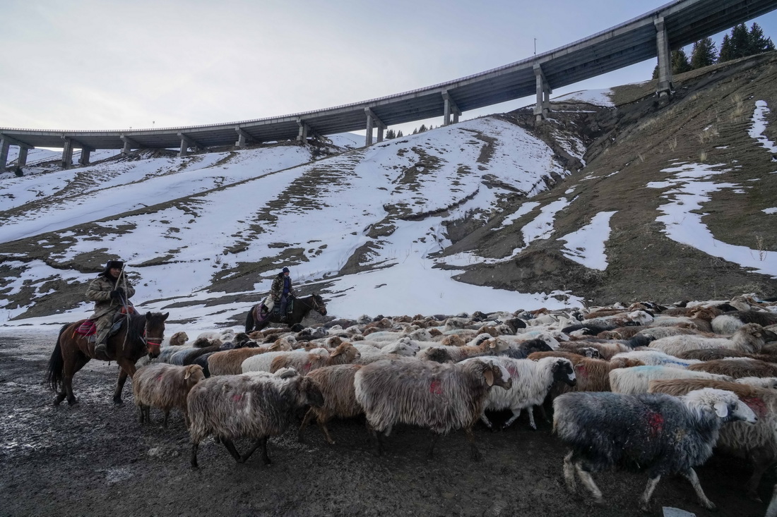 在新疆果子沟高架桥下，来自伊犁哈萨克自治州霍城县的牧民在转场（11月25日摄）。