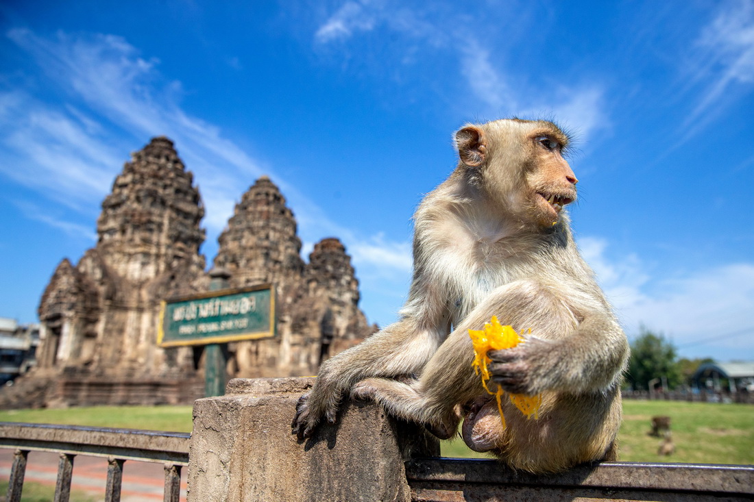 11月28日，一只猴子在泰国华富里享用美食。