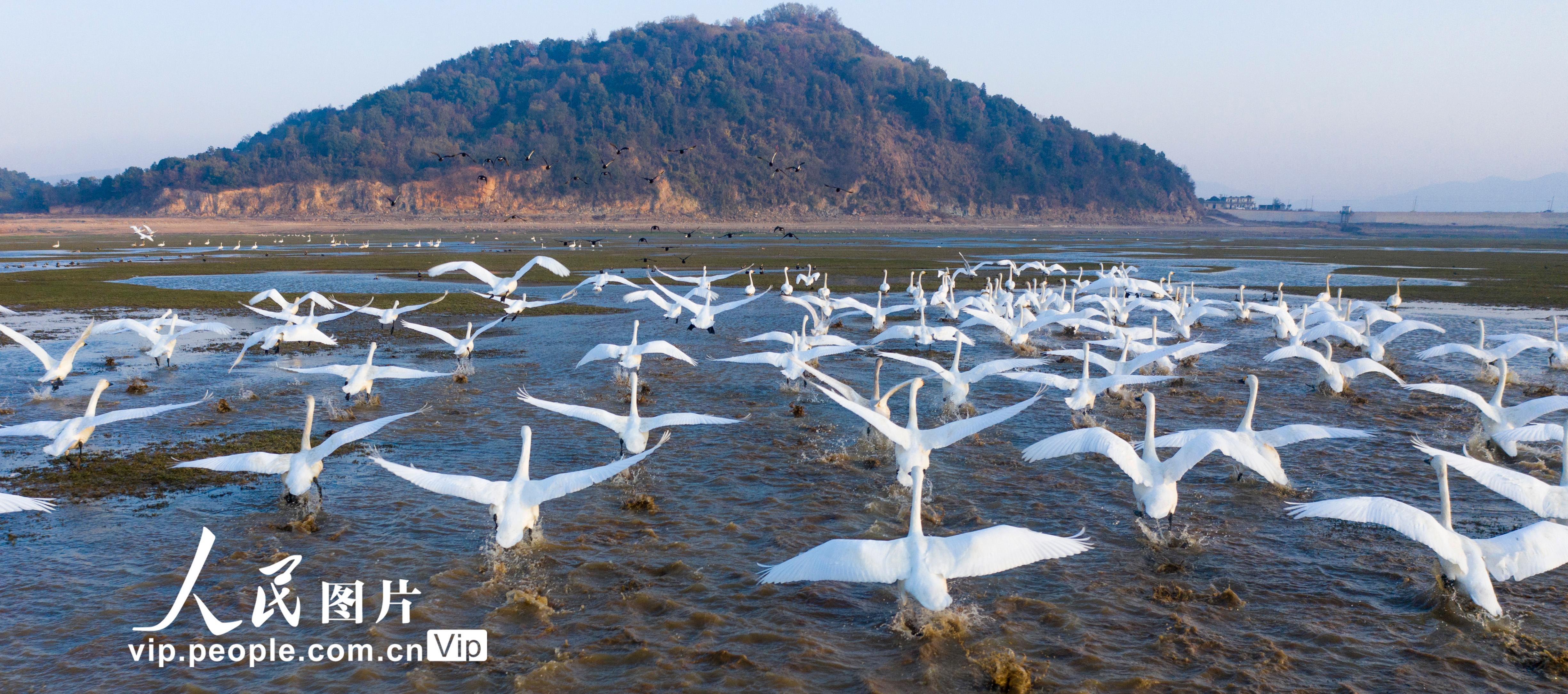江西鄱陽湖：濕地天鵝舞【7】
