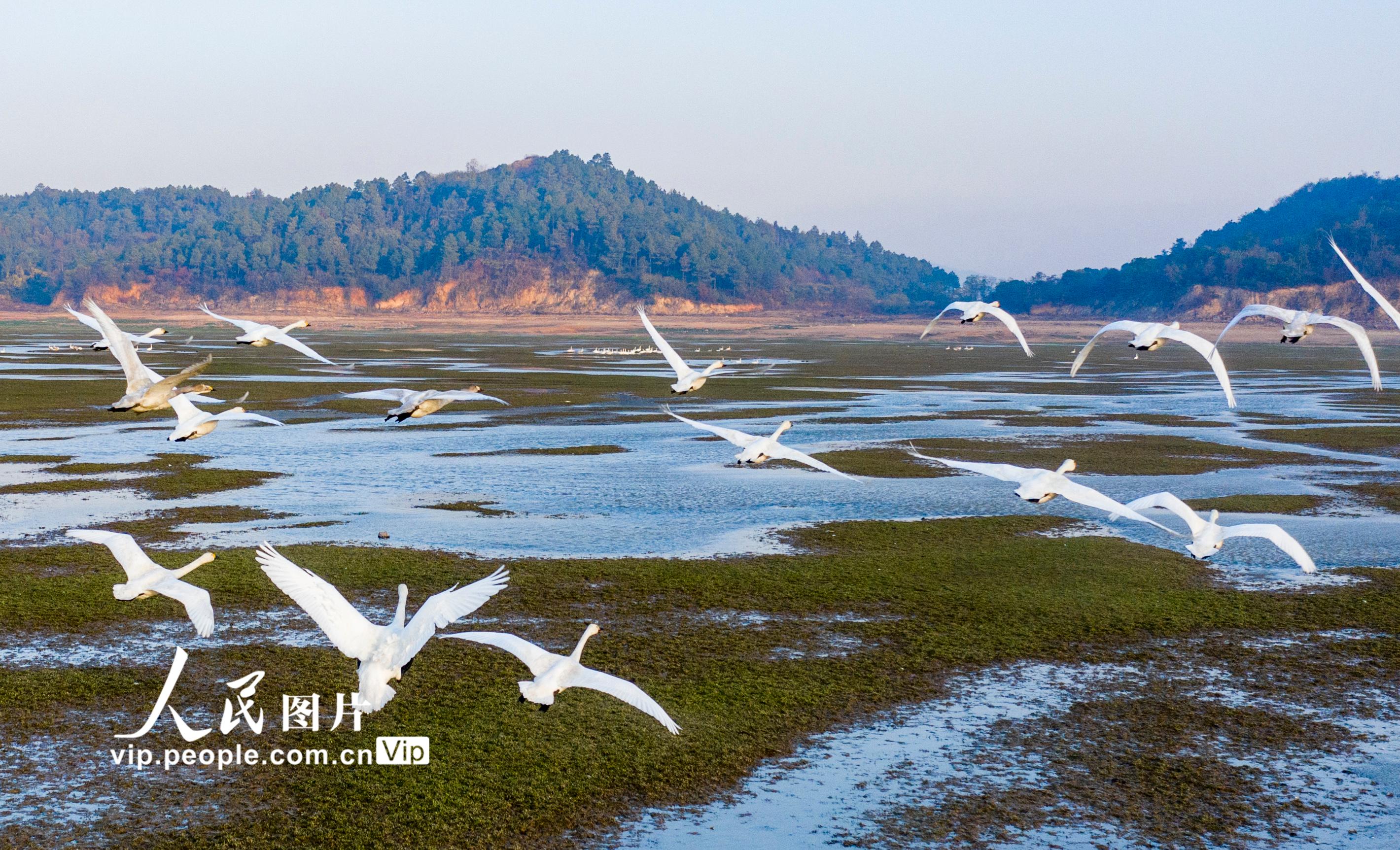 江西鄱陽湖：濕地天鵝舞【5】