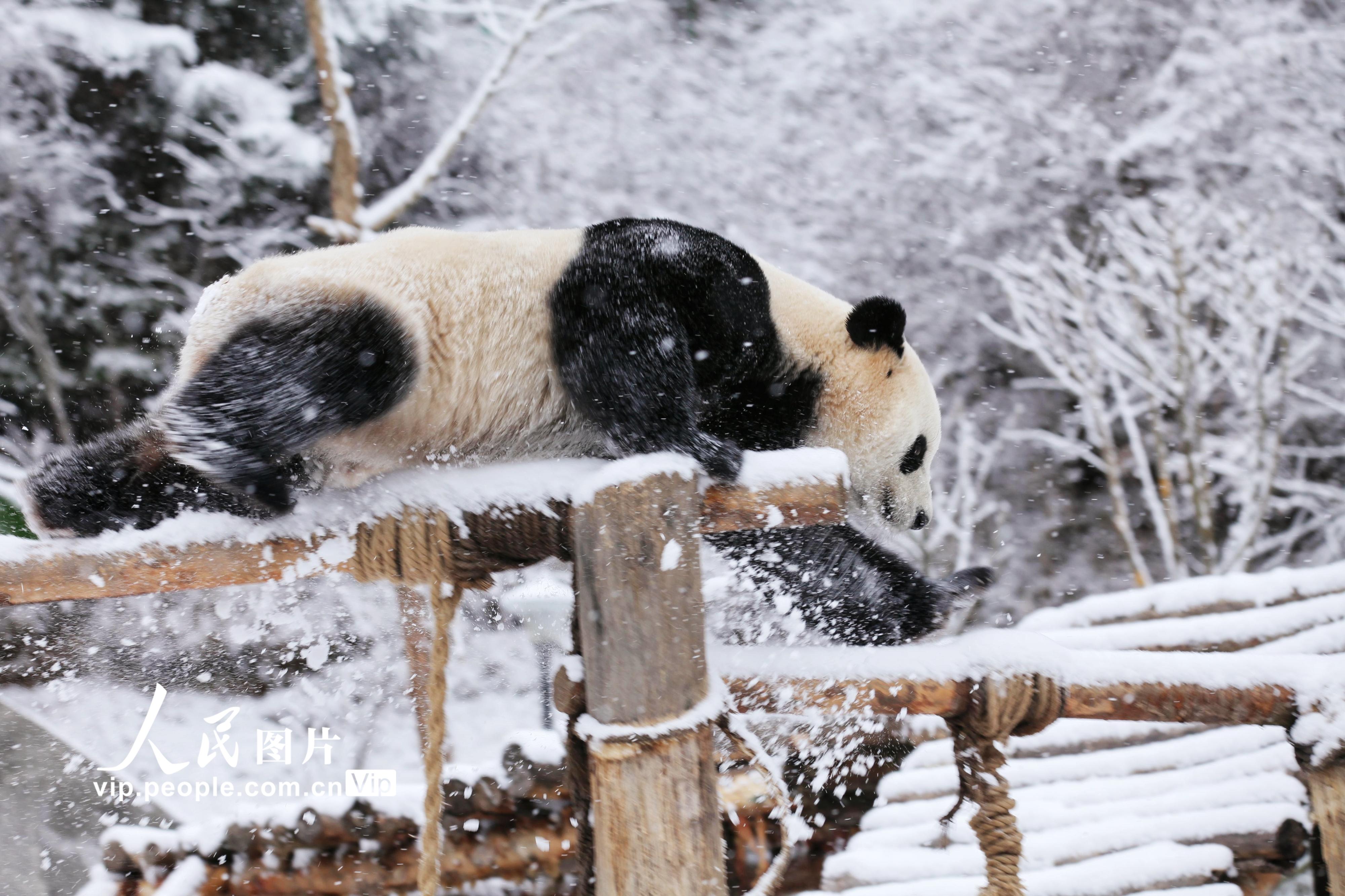四川阿坝：大熊猫乐享冬日大雪
