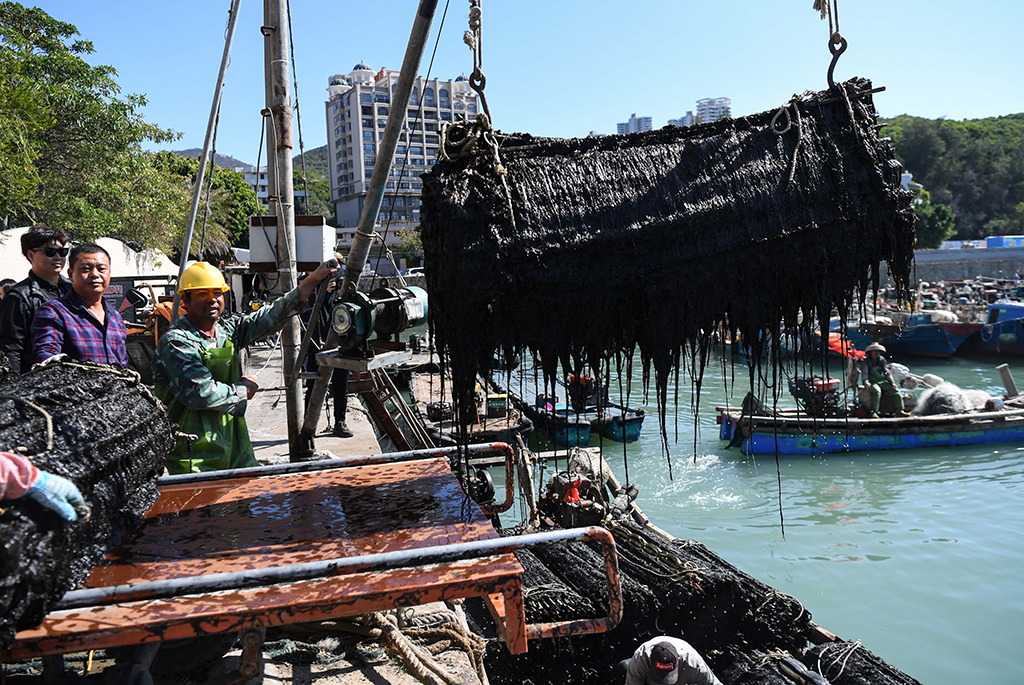 12月3日，在廣東汕頭市南澳縣前江碼頭，工人裝載剛從海裡採收的紫菜。