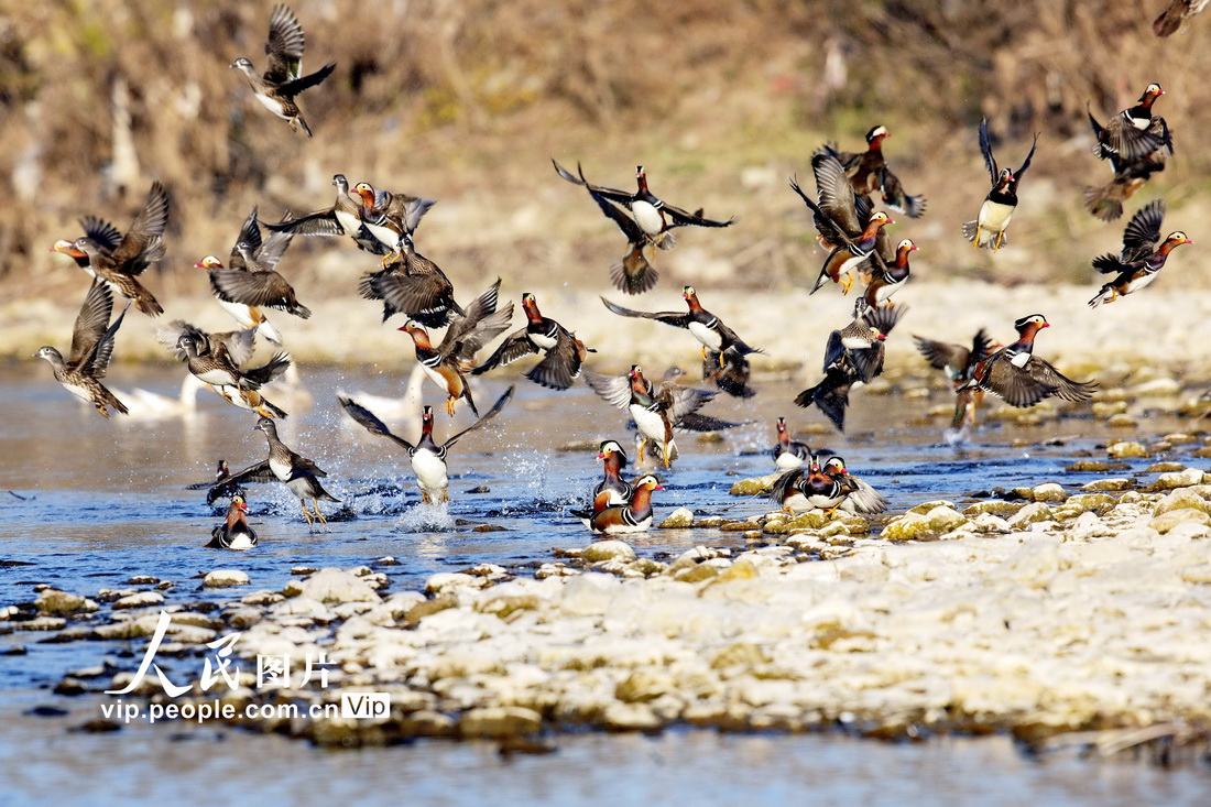 2021年12月4日，湖北省襄阳市南漳县易家湾村清凉河国家湿地公园内拍摄的鸳鸯。