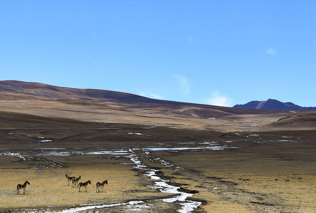 哲古草原上的藏野驢（12月4日攝）。新華社記者 沈虹冰 攝