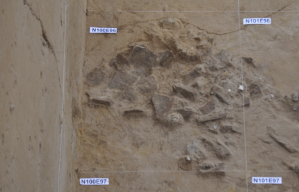 這是趙庄遺址古菱齒象頭骨下部的石堆（資料照片）。新華社發（鄭州市文物考古研究院供圖）