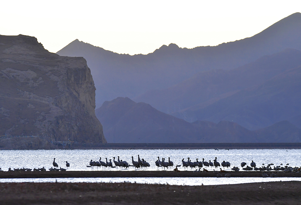 这是在林周县虎头山水库拍摄的黑颈鹤（12月7日摄）。