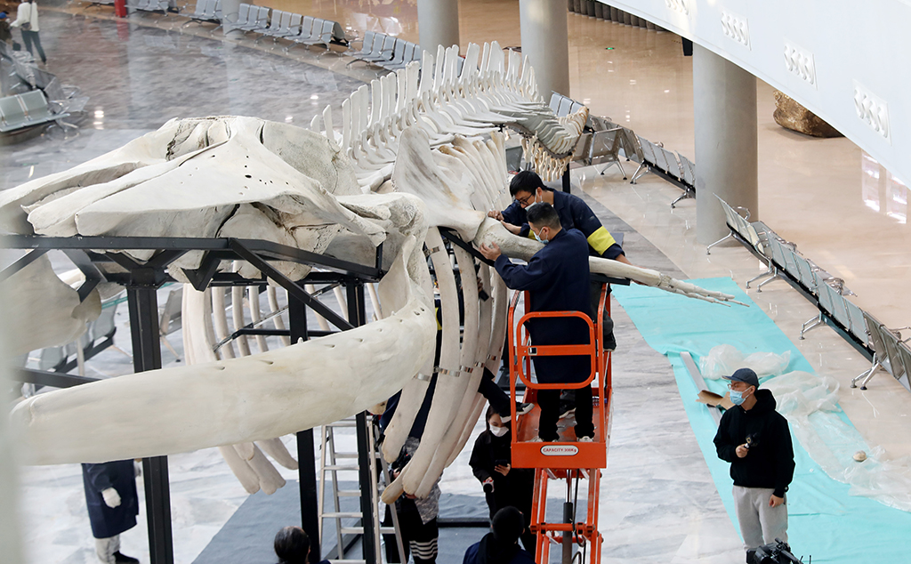 12月9日，上海科技館標本制作團隊技術人員在上海自然博物館內搭建長須鯨骨骼標本。