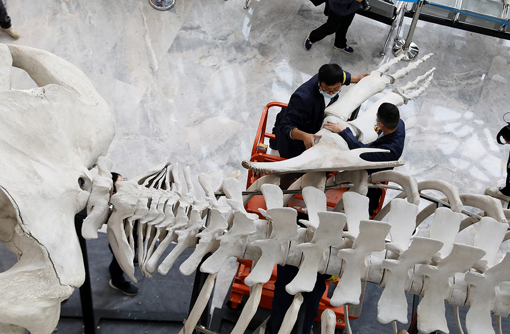 12月9日，上海科技馆标本制作团队技术人员在上海自然博物馆内搭建长须鲸骨骼标本。