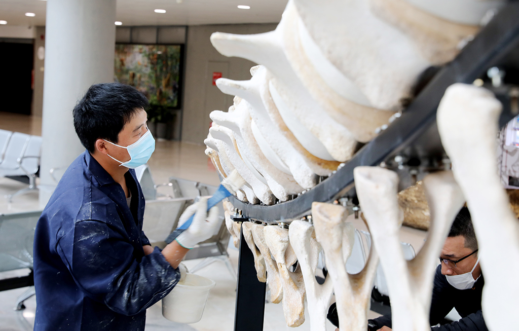 12月9日，上海科技館標本制作團隊技術人員在上海自然博物館內搭建長須鯨骨骼標本時使用油畫色對骨架部分泛黃處進行遮蓋處理。