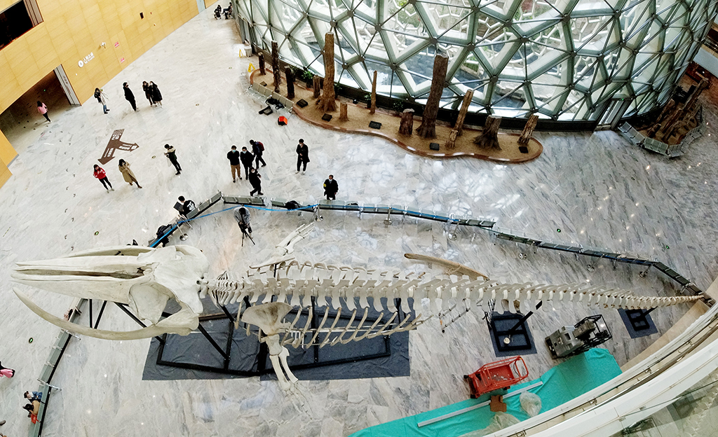 這是在上海自然博物館內搭建完成的長須鯨骨骼標本（12月9日攝）。
