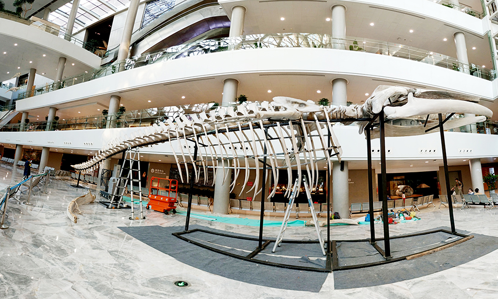 這是在上海自然博物館內搭建完成的長須鯨骨骼標本（12月9日攝）。
