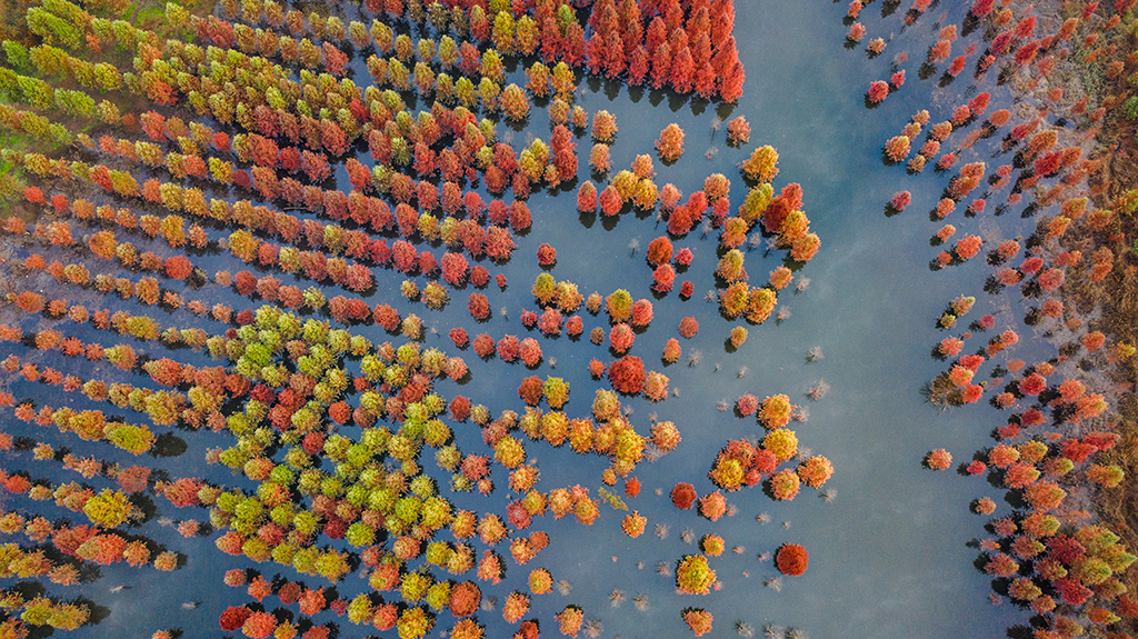 12月10日拍攝的甸尾村水杉濕地一景（無人機照片）。