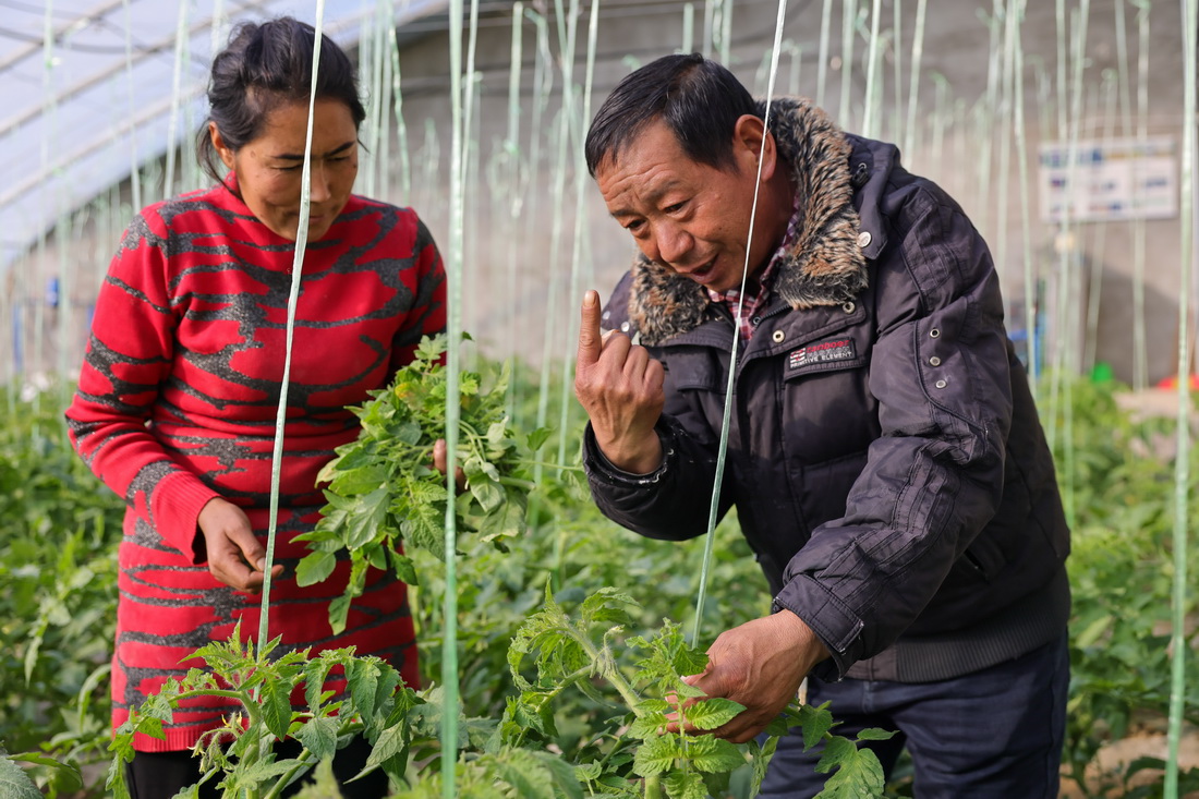 在新疆莎車縣戈壁產業園，農技人員（右）向農戶講解種植技術（12月12日攝）。