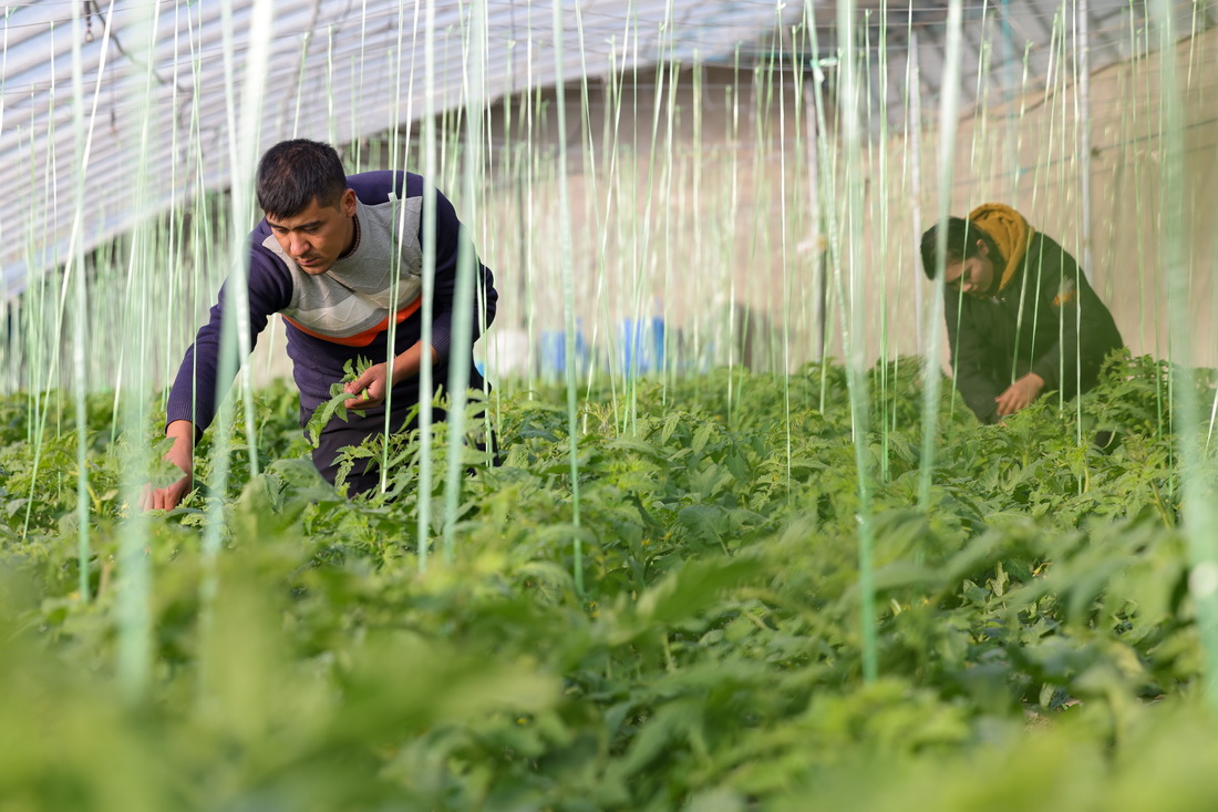 在新疆莎車縣戈壁產業園，農戶在溫室大棚給西紅柿打尖（12月12日攝）。