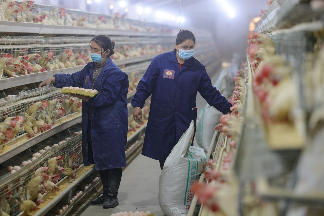 在新疆莎車縣戈壁產業園家禽養殖基地，工人在雞舍裡忙碌（12月12日攝）。