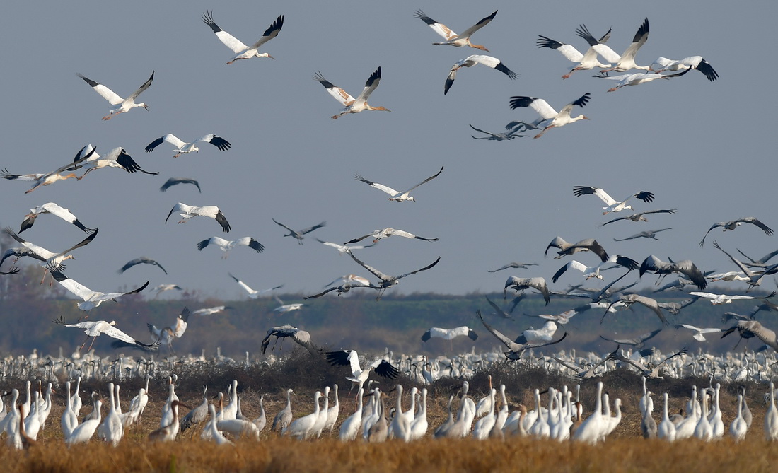在余干县康山垦殖场插旗洲，大批越冬候鸟在此栖息（12月10日摄）。