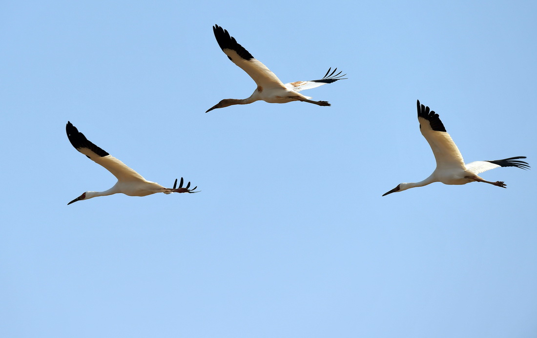 白鶴飛翔在余干縣康山墾殖場插旗洲上空（12月10日攝）。