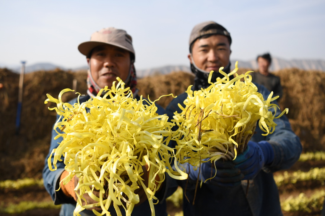 12月15日，在蘭州市西固區張家大坪村，農民展示剛收割的韭黃。