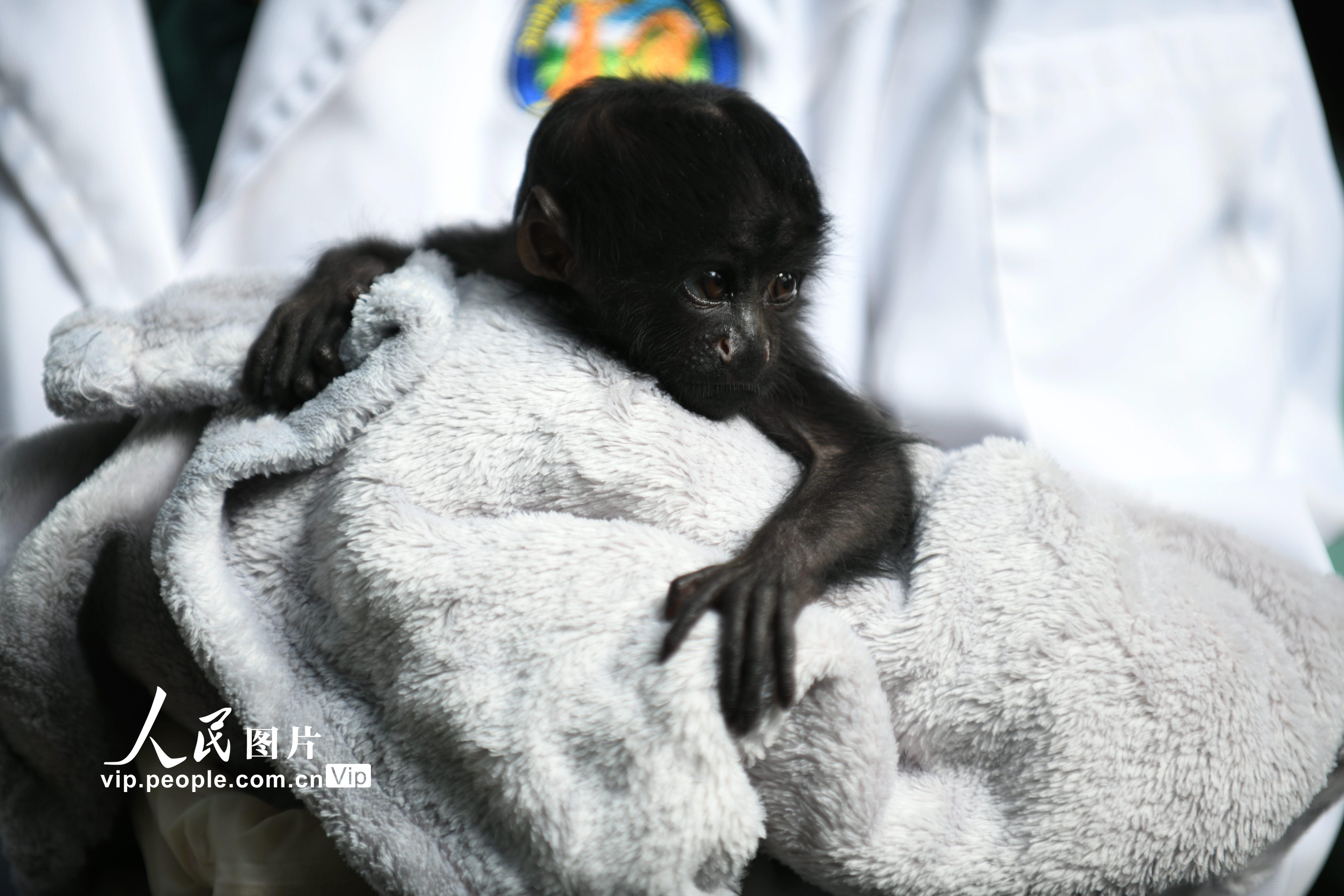 12月16日，黑丛尾猴幼崽“丛丛”在广州长隆野生动物世界亮相。