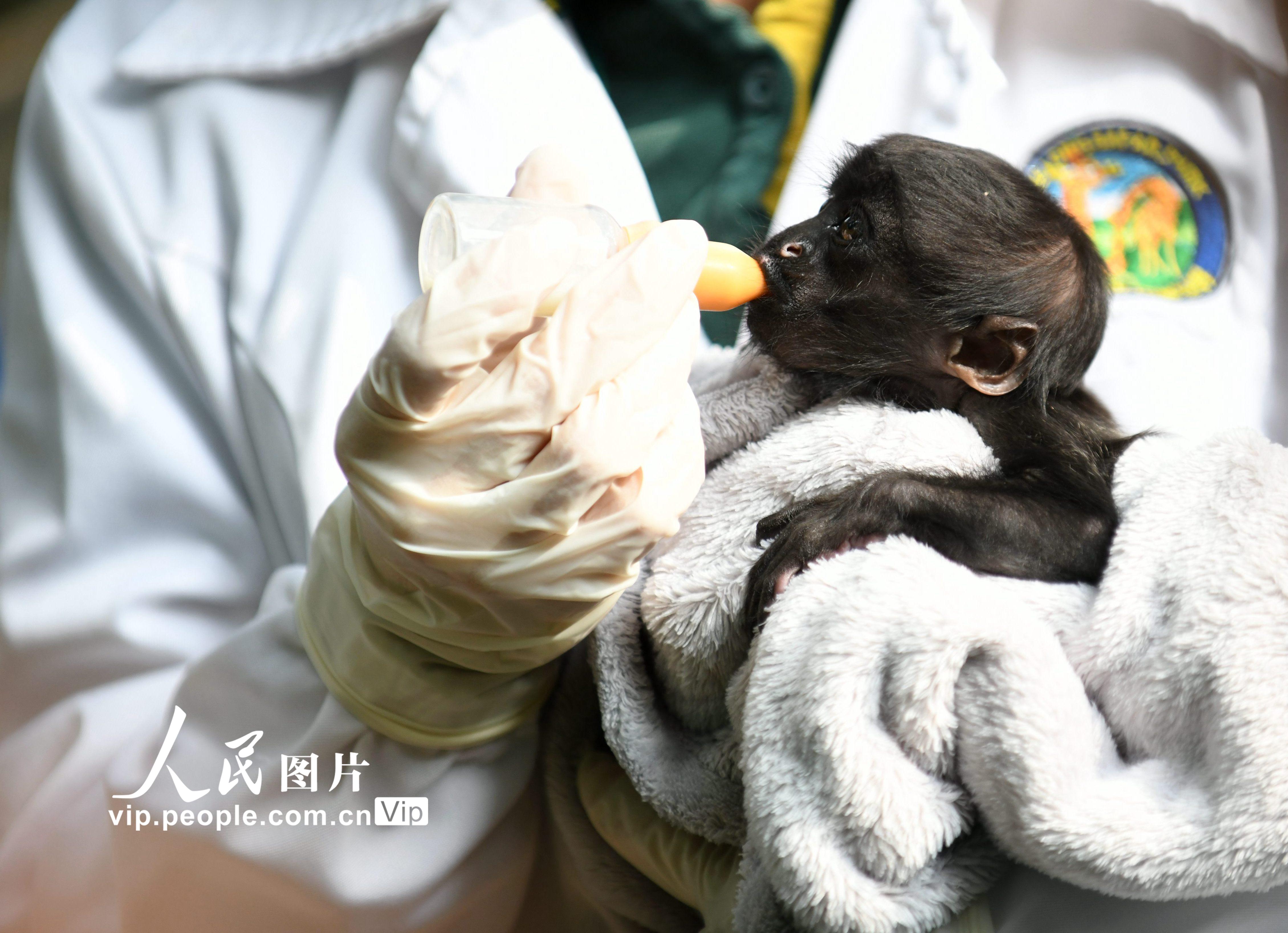 12月16日，黑丛尾猴幼崽“丛丛”在食用以奶粉调制成的人工乳液。