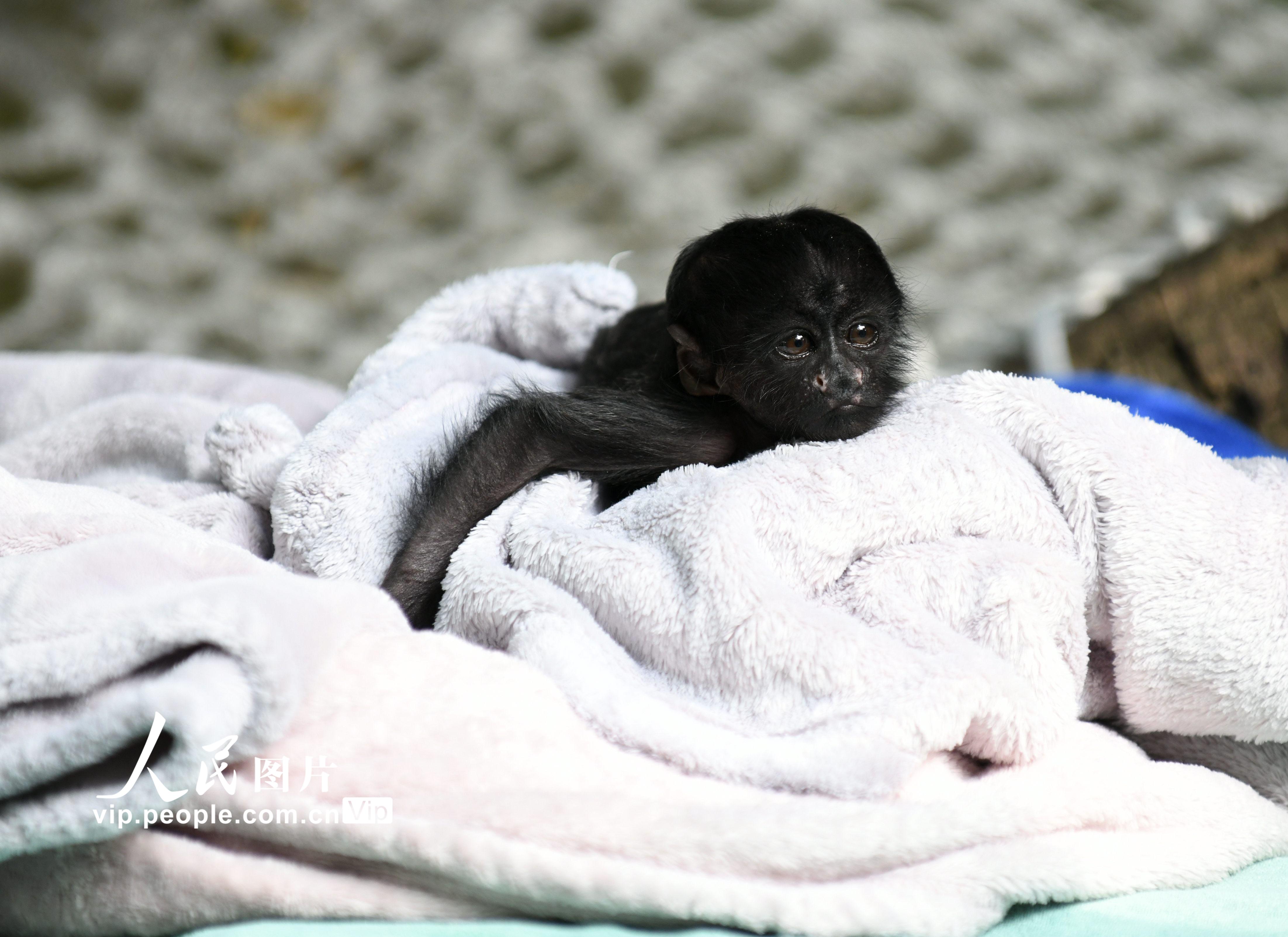 12月16日，黑丛尾猴幼崽“丛丛”在广州长隆野生动物世界亮相。