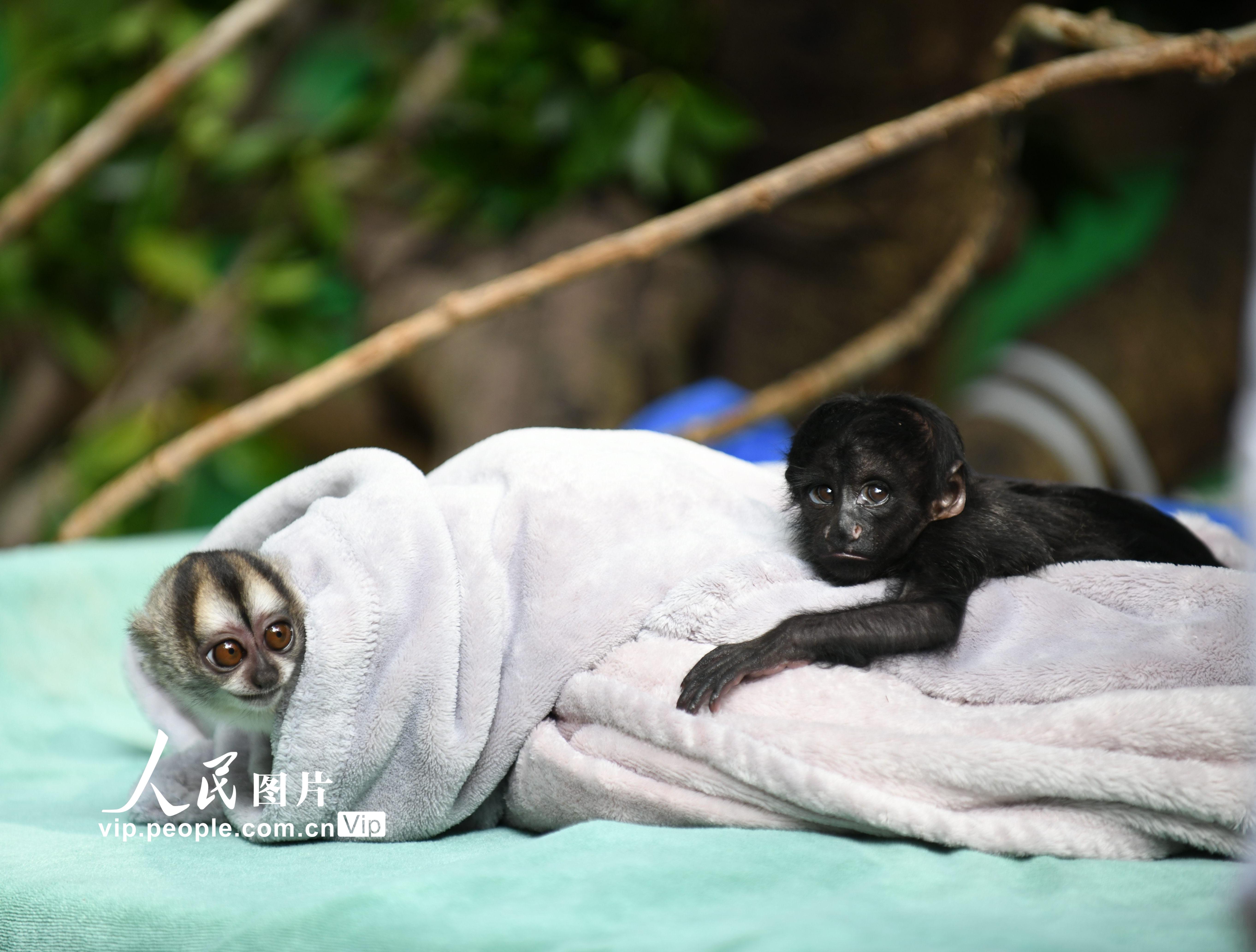 12月16日，黑丛尾猴幼崽“丛丛”与巴西夜猴宝宝柚子在一起玩耍。