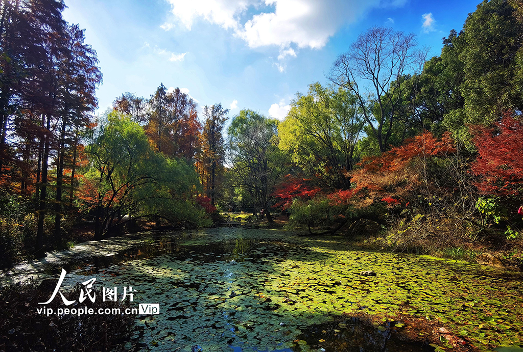 上海：共青森林公園“楓”景如畫【3】
