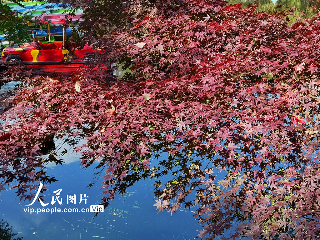 上海：共青森林公園“楓”景如畫【7】
