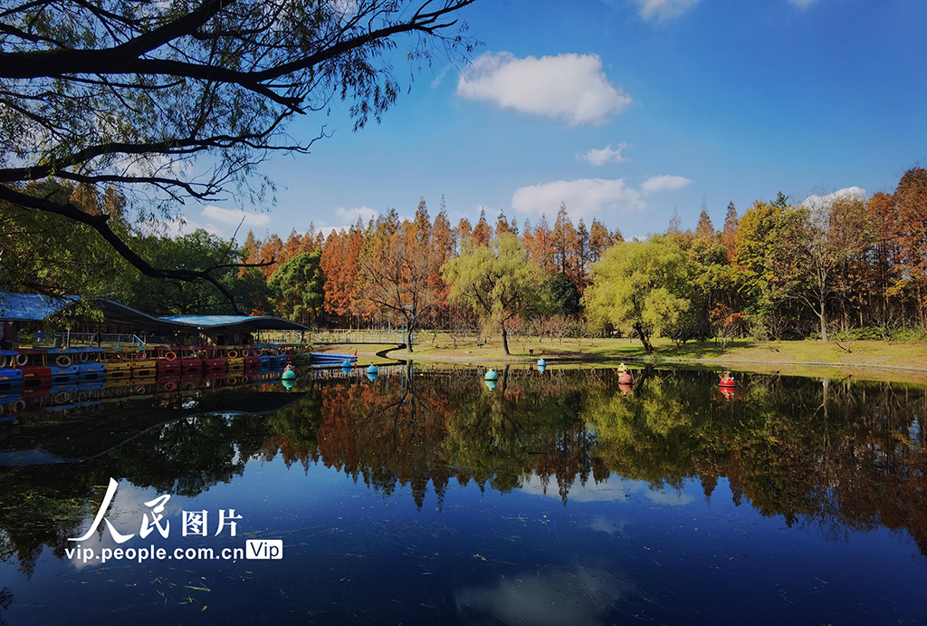 上海：共青森林公園“楓”景如畫【8】