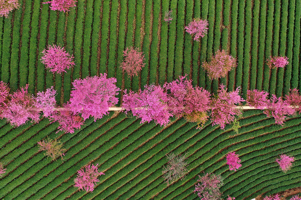 12月17日拍摄的云南省南涧县无量山樱花谷内盛开的冬樱（无人机照片）。
