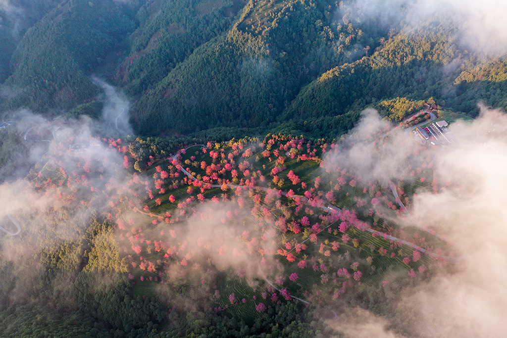 12月17日拍攝的雲南省南澗縣無量山櫻花谷內盛開的冬櫻（無人機照片）。
