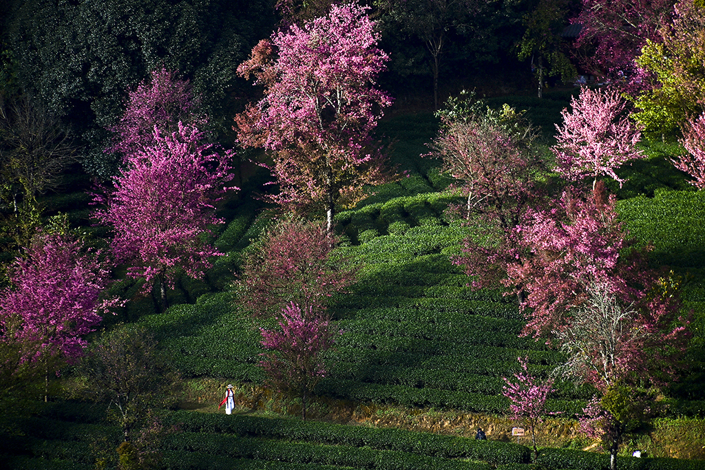 12月17日拍攝的雲南省南澗縣無量山櫻花谷內盛開的冬櫻。
