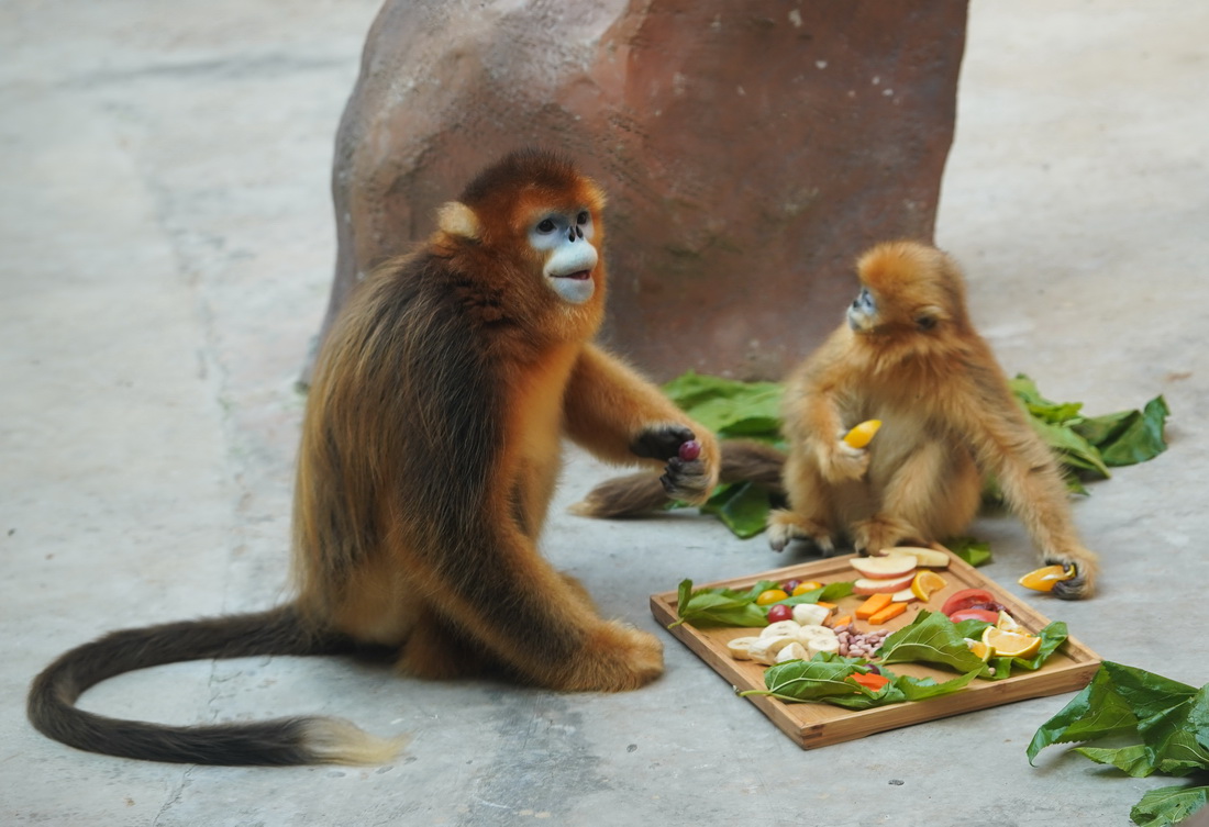 12月19日拍攝的川金絲猴“小暑”和“花臉”。