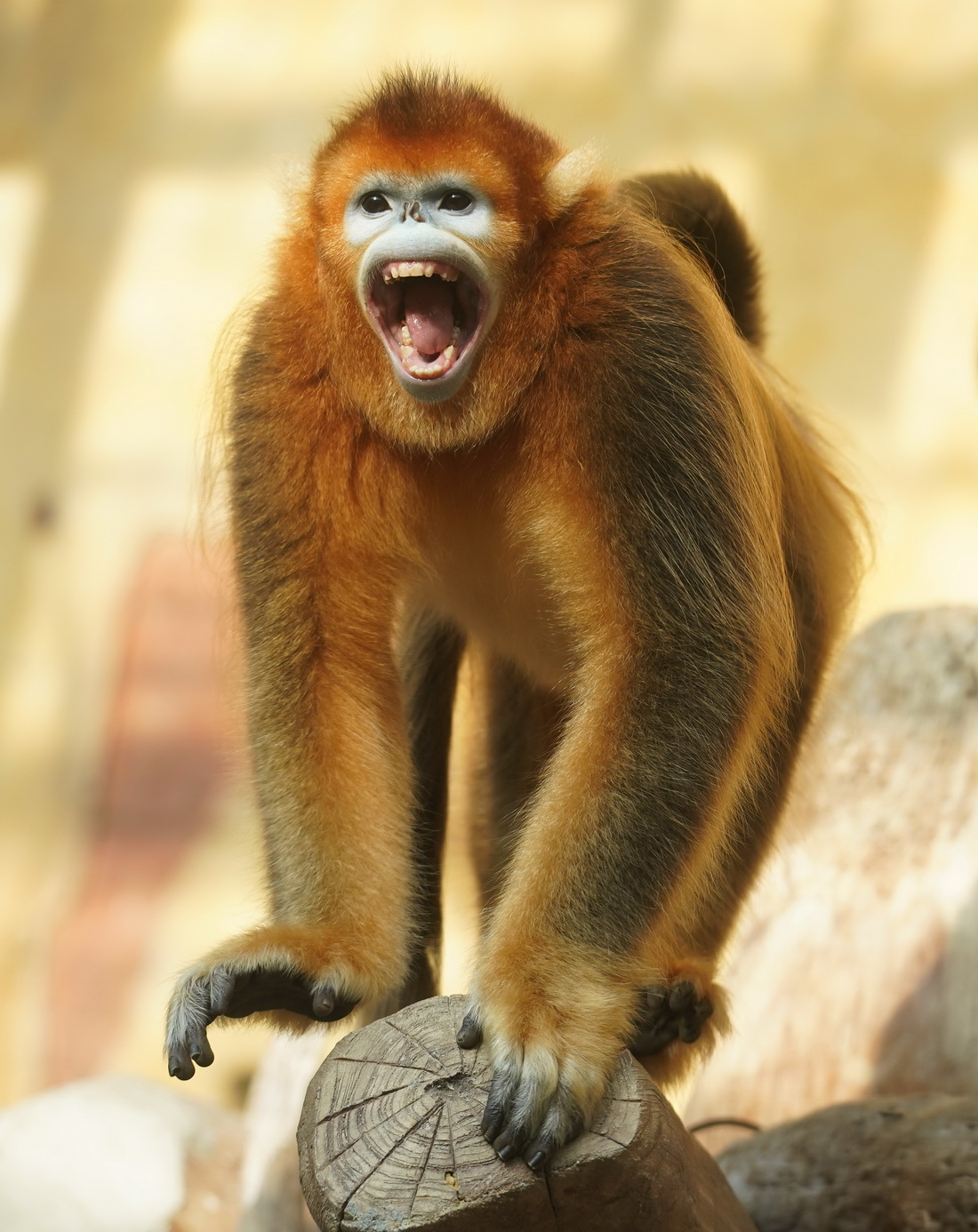 12月19日拍攝的川金絲猴“小暑”。