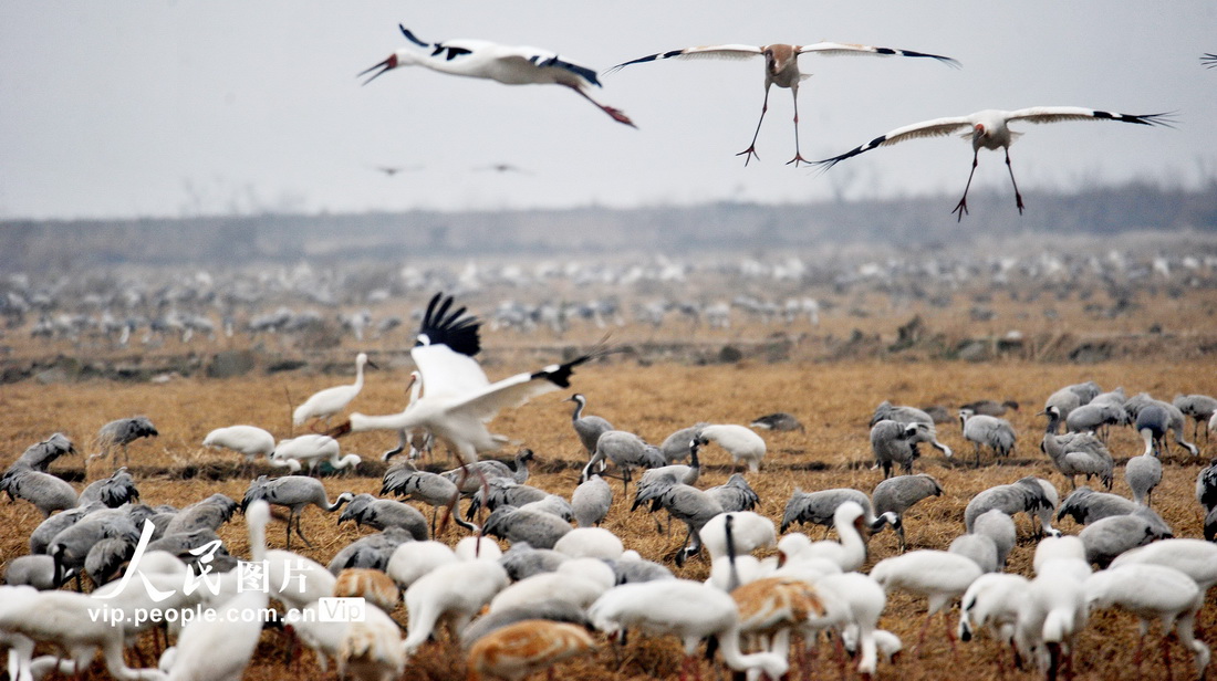 鄱阳湖迎来越冬候鸟 当地打造专属“食堂”