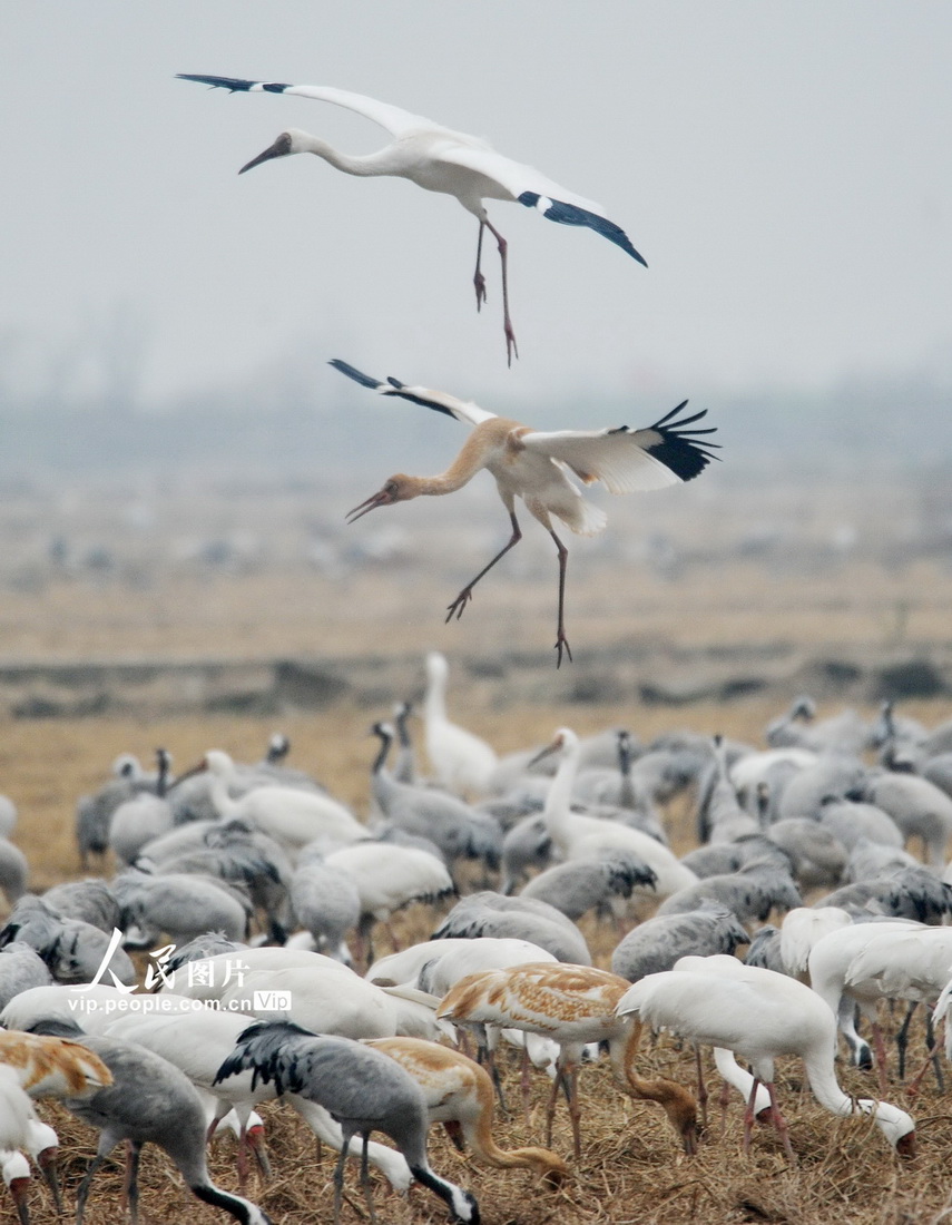 鄱陽湖迎來越冬候鳥 當地打造專屬“食堂”【3】