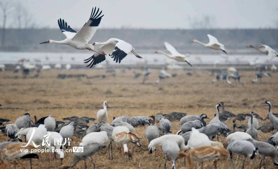 鄱陽湖迎來越冬候鳥 當地打造專屬“食堂”【2】