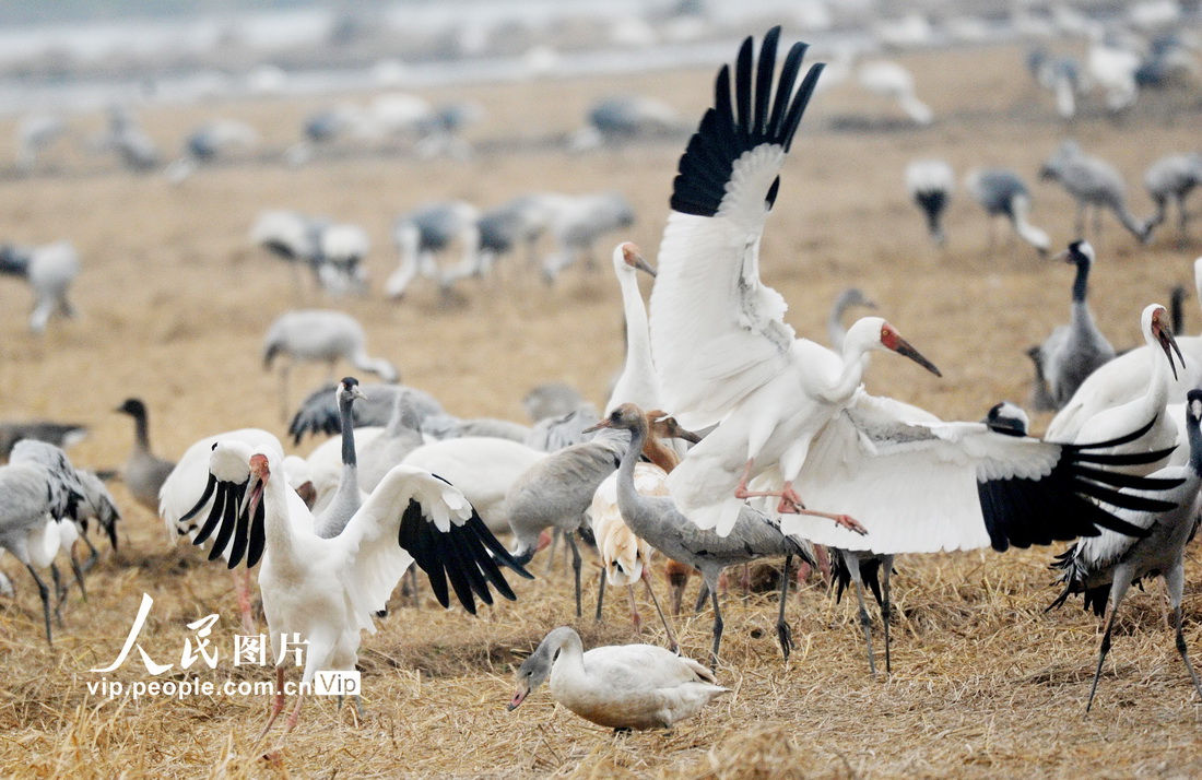 鄱陽湖迎來越冬候鳥 當地打造專屬“食堂”【5】