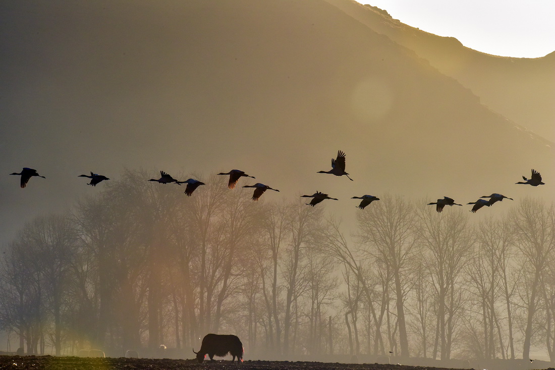 黑頸鶴在拉薩市林周縣黑頸鶴自然保護區飛翔（1月9日攝）。新華社記者 黃豁 攝