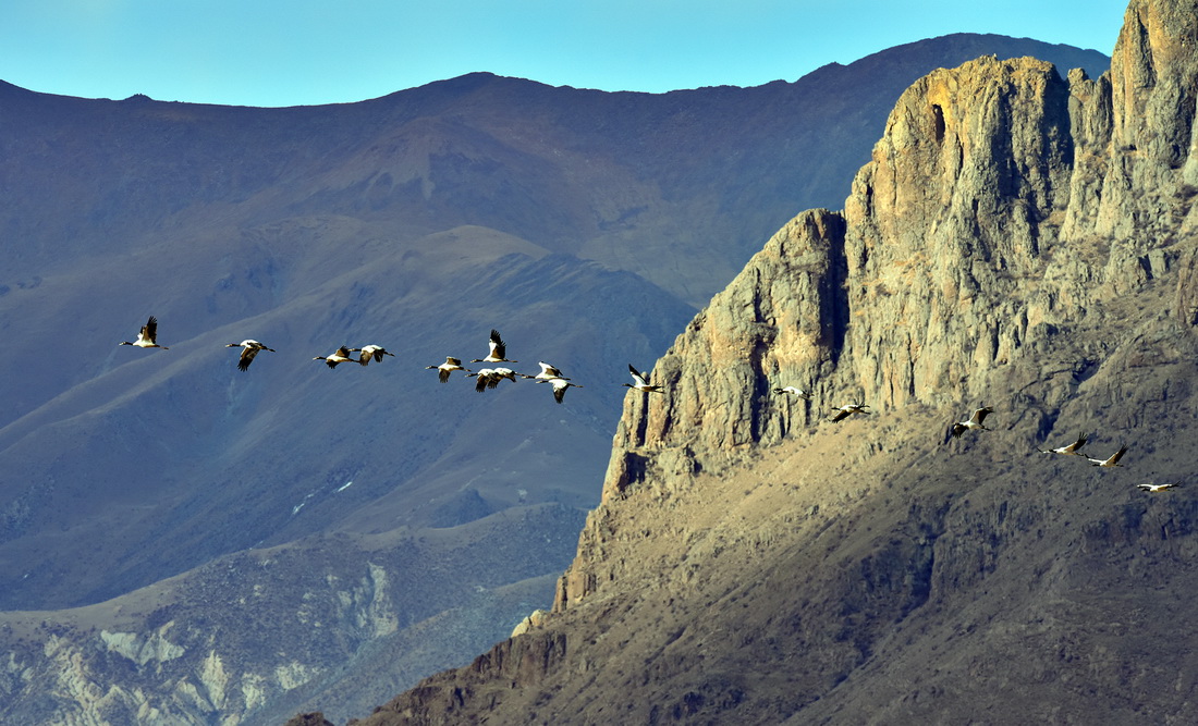 黑頸鶴在拉薩市林周縣飛翔（1月8日攝）。新華社記者 黃豁 攝