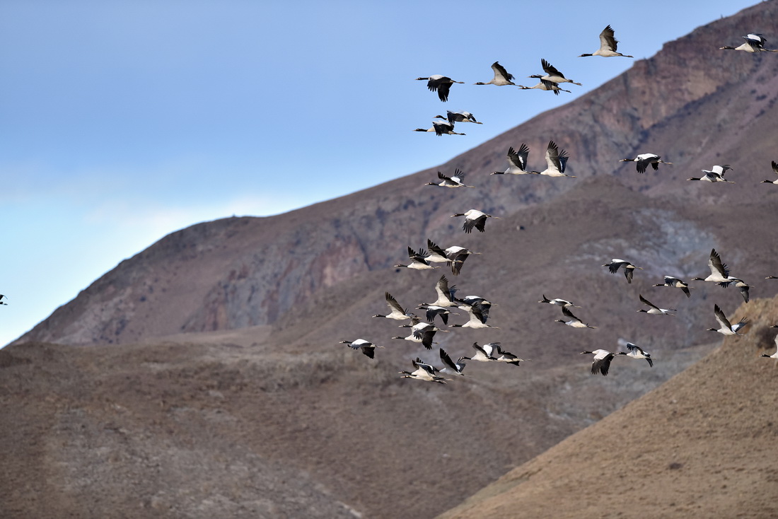 黑頸鶴在拉薩市林周縣虎頭山水庫上空飛翔（1月8日攝）。新華社記者 黃豁 攝