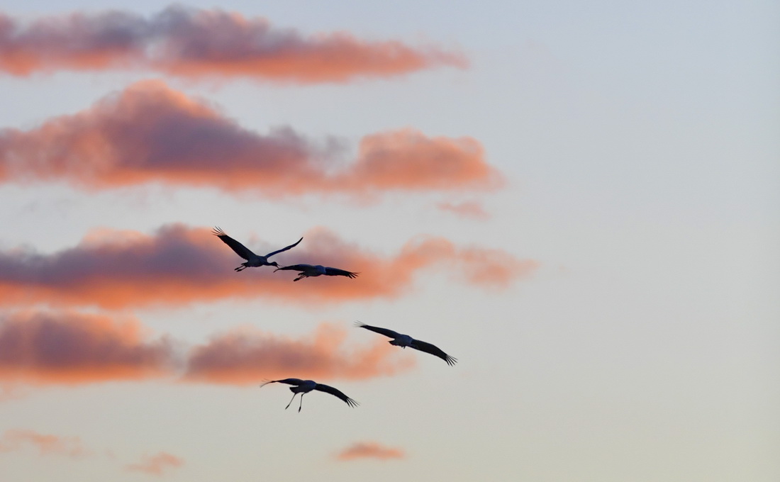 黑頸鶴在拉薩市林周縣上空飛翔（1月9日攝）。新華社記者 張汝鋒 攝