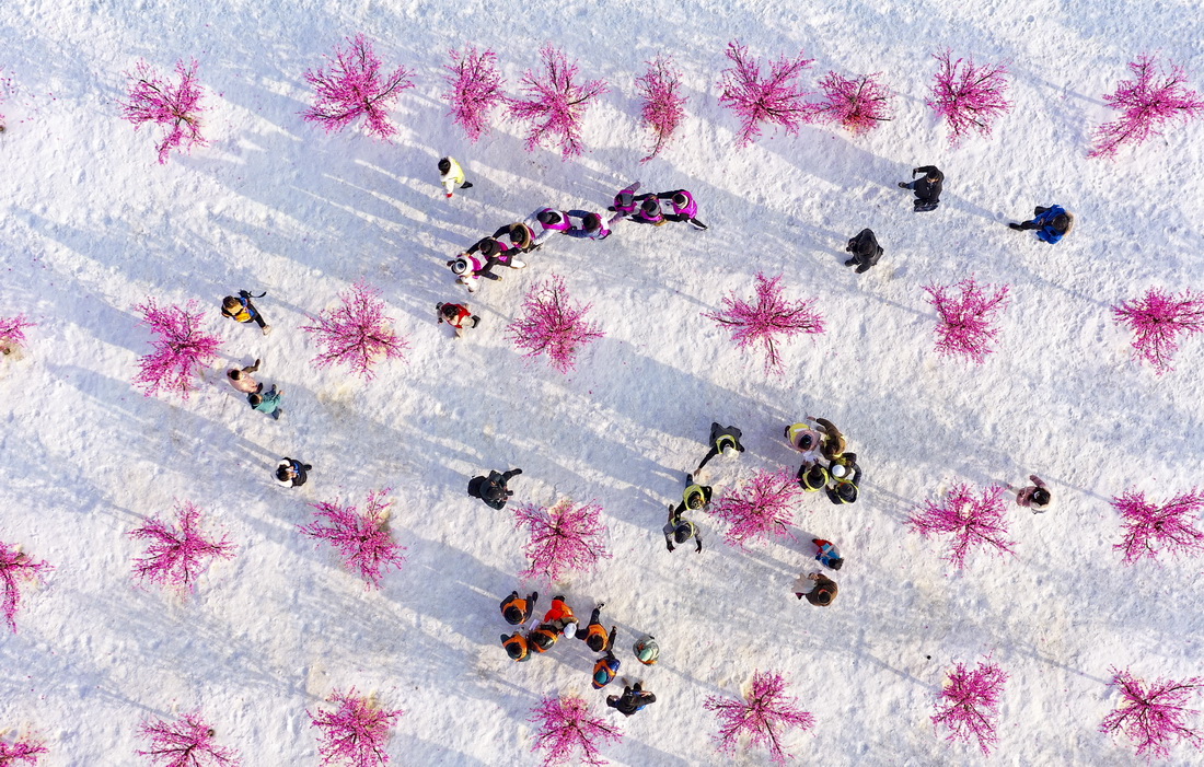 1月10日，寧夏醫科大學的留學生在稻漁空間參加雪地跑比賽（無人機照片）。