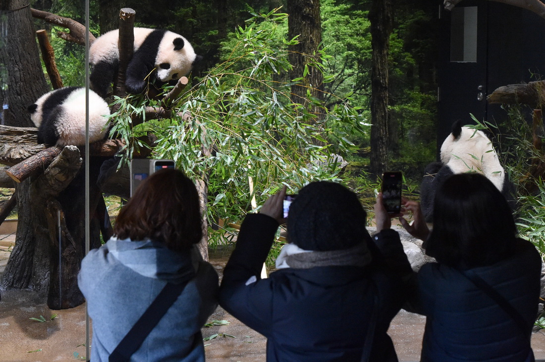 1月12日，游客在日本東京上野動物園參觀大熊貓雙胞胎和它們的母親。新華社發（東京動物園協會供圖）