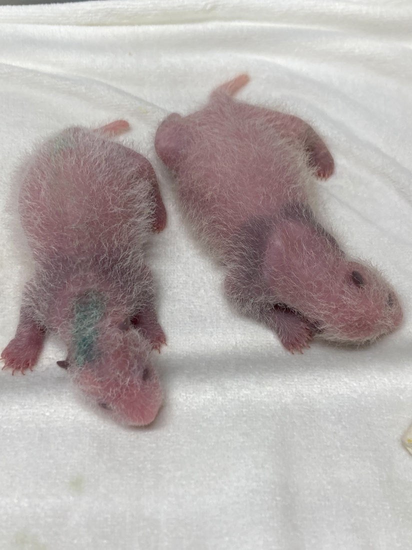 這是2021年7月1日拍攝的大熊貓雙胞胎幼崽的資料照片。新華社發（東京動物園協會供圖）