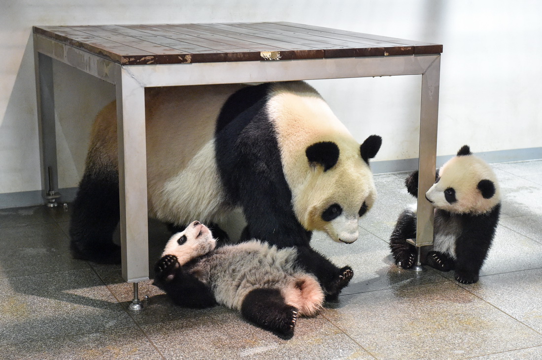 這是2021年12月13日拍攝的大熊貓母親和幼崽“蕾蕾”（左）、“曉曉”（右）在一起。新華社發（東京動物園協會供圖）