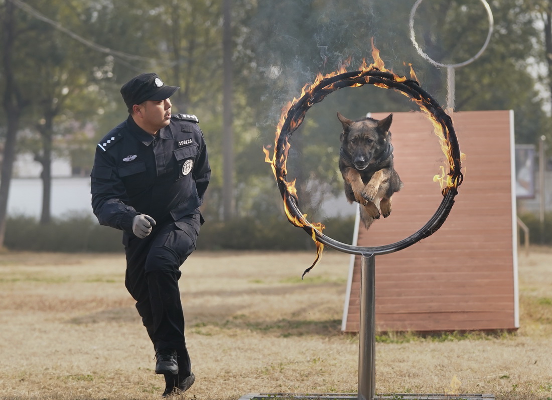1月12日，訓導員梁文龍對警犬“安娜”進行訓練。