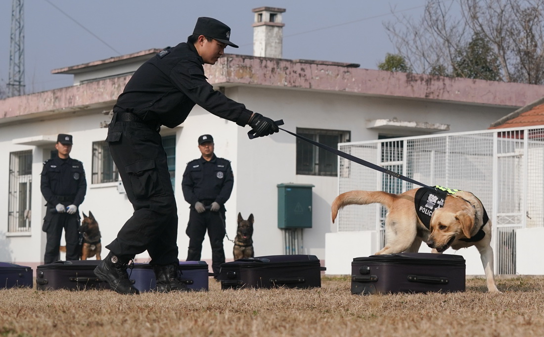 1月12日，訓導員丁岩（前）對警犬“皮特”進行搜索訓練 。