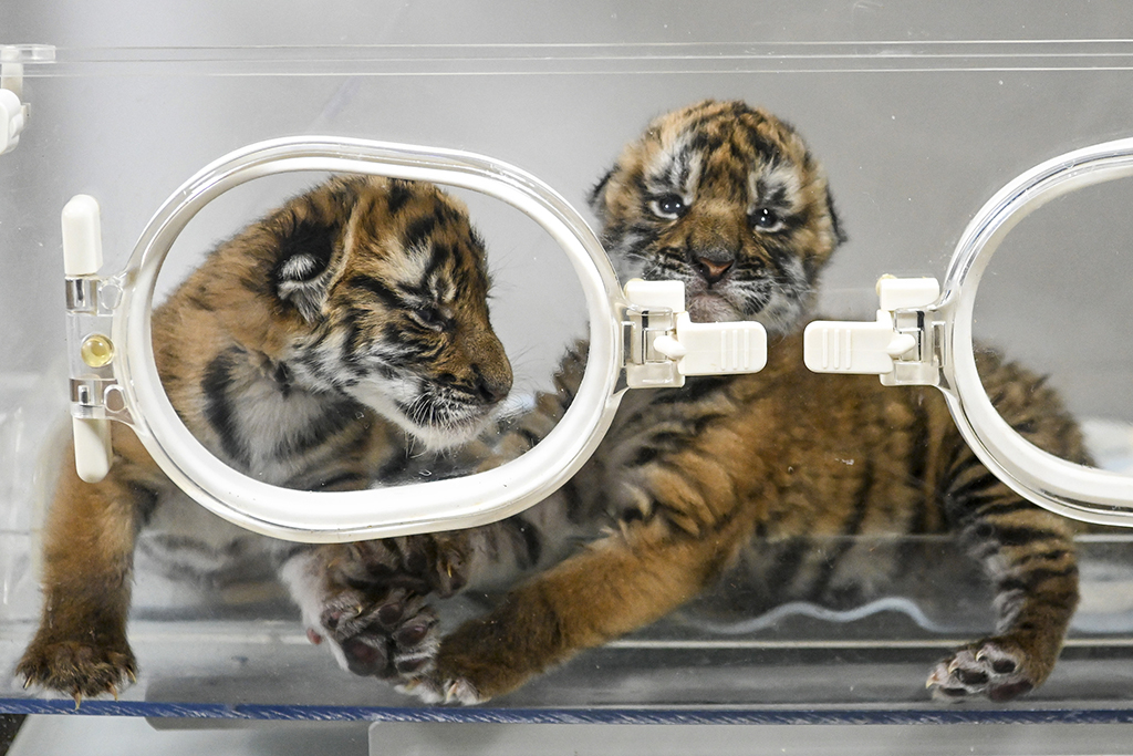 2022年1月12日，华南虎“双胞胎”生活在保育箱内。